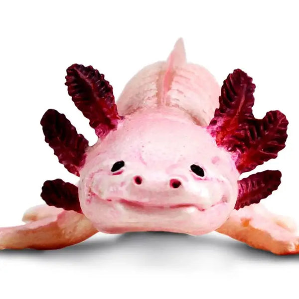 Axolotl