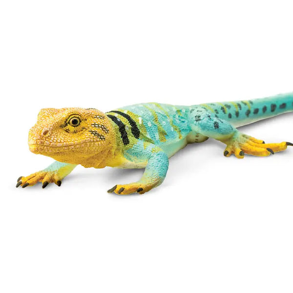 Collared Lizard