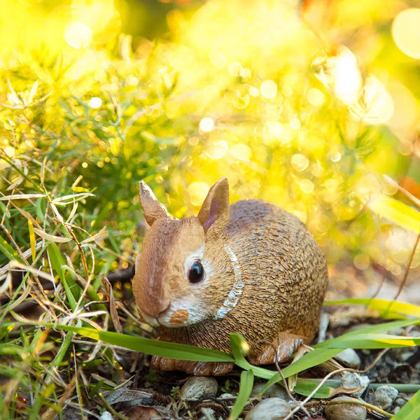 Eastern Cottontail Baby Rabbit