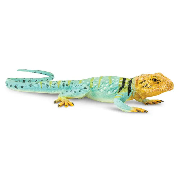 Collared Lizard