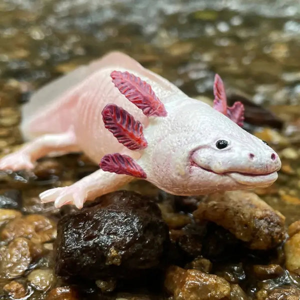 Axolotl