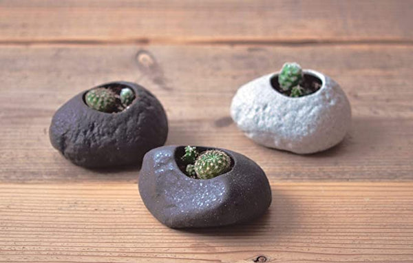 Plants Rock | Cactus Growing Kit