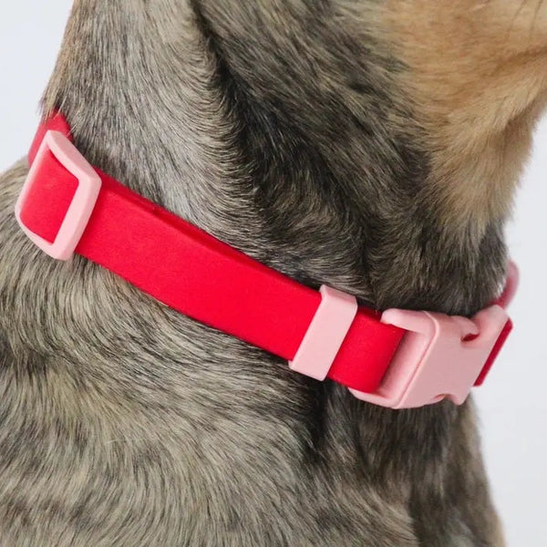 Two-Tone Dog Collar