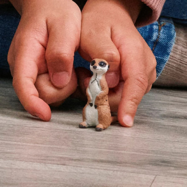 Meerkat