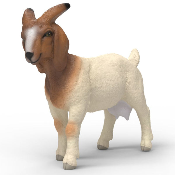 Boer Goat