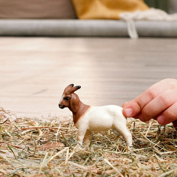 Boer Goat