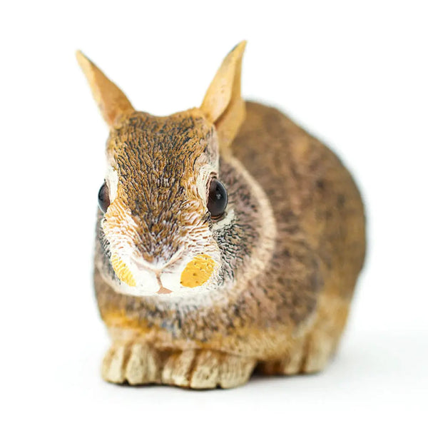 Eastern Cottontail Baby Rabbit