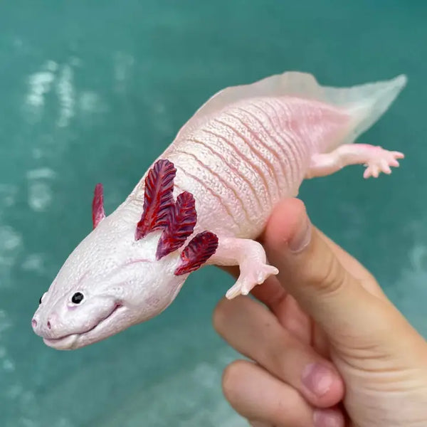 Axolotl