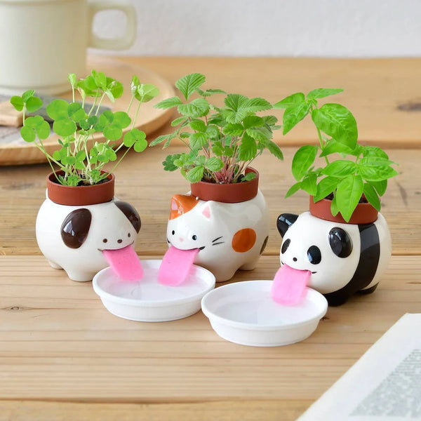 Peropon | Assorted Plants